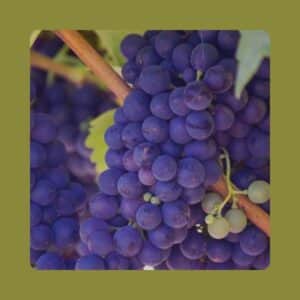 Voucher de Oferta – Curso Online Vinho Português